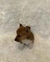 Corgi, a male Pembroke Welsh Corgi for sale in Sacramento, CA – 4 of 6
