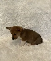 Corgi, a male Pembroke Welsh Corgi for sale in Sacramento, CA – 6 of 6