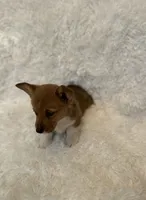 Corgi, a male Pembroke Welsh Corgi for sale in Sacramento, CA – 2 of 6