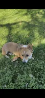 Corgi, a male Pembroke Welsh Corgi for sale in Sacramento, CA – 4 of 5