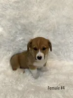 Corgi , a female Pembroke Welsh Corgi for sale in Sacramento, CA – 1 of 5