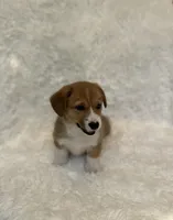 Corgi , a female Pembroke Welsh Corgi for sale in Sacramento, CA – 3 of 5