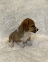 Corgi , a female Pembroke Welsh Corgi for sale in Sacramento, CA – 5 of 5