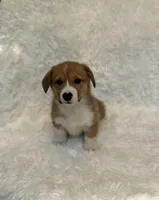 Corgi , a female Pembroke Welsh Corgi for sale in Sacramento, CA – 4 of 5