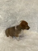 Corgi , a female Pembroke Welsh Corgi for sale in Sacramento, CA – 2 of 5