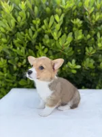 Corgi, a female Pembroke Welsh Corgi for sale in Sacramento, CA – 5 of 5