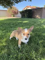 Corgi, a male Pembroke Welsh Corgi for sale in Sacramento, CA – 6 of 8