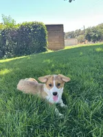 Corgi, a female Pembroke Welsh Corgi for sale in Sacramento, CA – 6 of 8