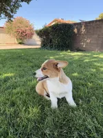 Corgi, a female Pembroke Welsh Corgi for sale in Sacramento, CA – 7 of 8