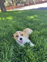Corgi, a female Pembroke Welsh Corgi for sale in Sacramento, CA – 7 of 8