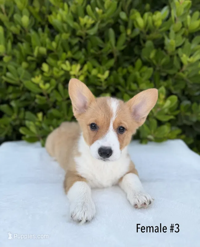 Corgi – Pembroke Welsh Corgi puppy for sale in Sacramento, CA