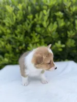 Corgi, a female Pembroke Welsh Corgi for sale in Sacramento, CA – 3 of 5