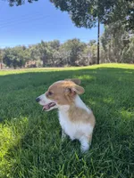 Corgi, a female Pembroke Welsh Corgi for sale in Sacramento, CA – 8 of 8