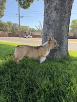 Corgi, a male Pembroke Welsh Corgi for sale in Sacramento, CA – 6 of 8
