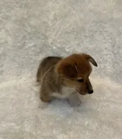 Corgi, a female Pembroke Welsh Corgi for sale in Sacramento, CA – 5 of 5