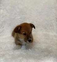 Corgi, a female Pembroke Welsh Corgi for sale in Sacramento, CA – 2 of 5