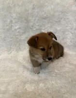 Corgi, a female Pembroke Welsh Corgi for sale in Sacramento, CA – 4 of 5
