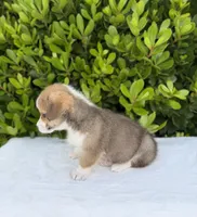 Corgi, a male Pembroke Welsh Corgi for sale in Sacramento, CA – 6 of 6