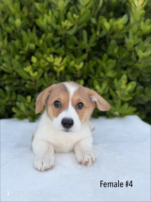 Corgi – Pembroke Welsh Corgi puppy for sale in Sacramento, CA