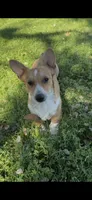 Corgi, a male Pembroke Welsh Corgi for sale in Sacramento, CA – 1 of 5