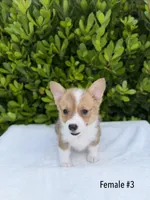 Corgi, a female Pembroke Welsh Corgi for sale in Sacramento, CA – 1 of 5