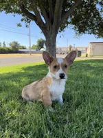 Corgi, a male Pembroke Welsh Corgi for sale in Sacramento, CA – 3 of 8