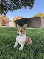 Corgi, a female Pembroke Welsh Corgi for sale in Sacramento, CA – 4 of 8