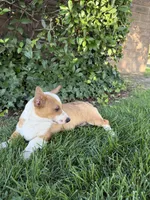 Corgi, a male Pembroke Welsh Corgi for sale in Sacramento, CA – 2 of 8
