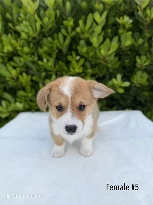 Corgi – Pembroke Welsh Corgi puppy for sale in Sacramento, CA
