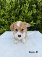 Corgi, a female Pembroke Welsh Corgi for sale in Sacramento, CA – 1 of 5