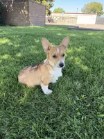 Corgi, a male Pembroke Welsh Corgi for sale in Sacramento, CA – 4 of 8
