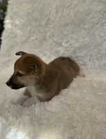 Corgi, a male Pembroke Welsh Corgi for sale in Sacramento, CA – 3 of 5