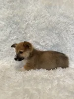 Corgi, a male Pembroke Welsh Corgi for sale in Sacramento, CA – 5 of 5