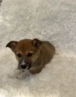 Corgi, a male Pembroke Welsh Corgi for sale in Sacramento, CA – 4 of 5