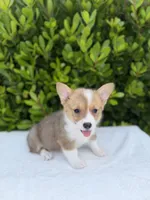 Corgi, a female Pembroke Welsh Corgi for sale in Sacramento, CA – 2 of 5