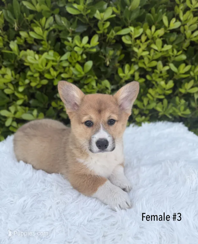 Corgi – Pembroke Welsh Corgi puppy for sale in Sacramento, CA