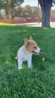 Corgi, a female Pembroke Welsh Corgi for sale in Sacramento, CA – 2 of 8