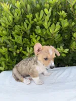 Corgi, a male Pembroke Welsh Corgi for sale in Sacramento, CA – 3 of 5