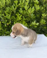 Corgi, a male Pembroke Welsh Corgi for sale in Sacramento, CA – 4 of 6