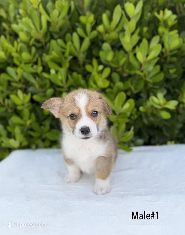 Corgi – Pembroke Welsh Corgi puppy for sale in Sacramento, CA