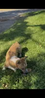 Corgi, a male Pembroke Welsh Corgi for sale in Sacramento, CA – 5 of 5
