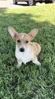Corgi, a male Pembroke Welsh Corgi for sale in Sacramento, CA – 8 of 8
