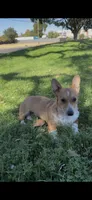 Corgi, a male Pembroke Welsh Corgi for sale in Sacramento, CA – 2 of 5