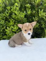 Corgi, a female Pembroke Welsh Corgi for sale in Sacramento, CA – 4 of 5