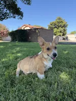 Corgi, a male Pembroke Welsh Corgi for sale in Sacramento, CA – 7 of 8