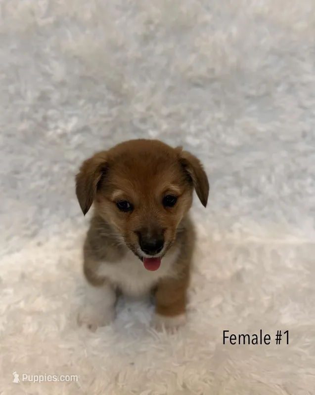Corgi, a female Pembroke Welsh Corgi for sale in Sacramento, CA – 1 of 4