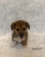 Corgi, a female Pembroke Welsh Corgi for sale in Sacramento, CA – 1 of 4