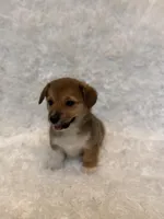 Corgi, a female Pembroke Welsh Corgi for sale in Sacramento, CA – 4 of 4