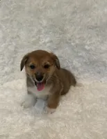 Corgi, a female Pembroke Welsh Corgi for sale in Sacramento, CA – 2 of 4