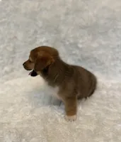 Corgi, a female Pembroke Welsh Corgi for sale in Sacramento, CA – 3 of 4